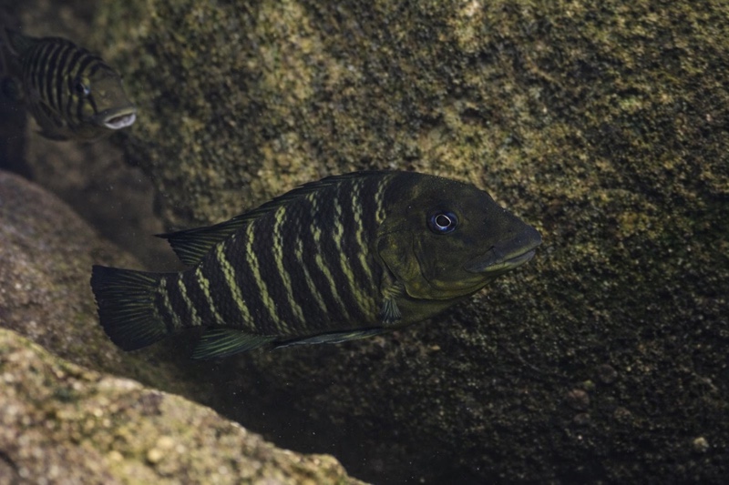 Petrochromis macrognathus 'Kibige Island'